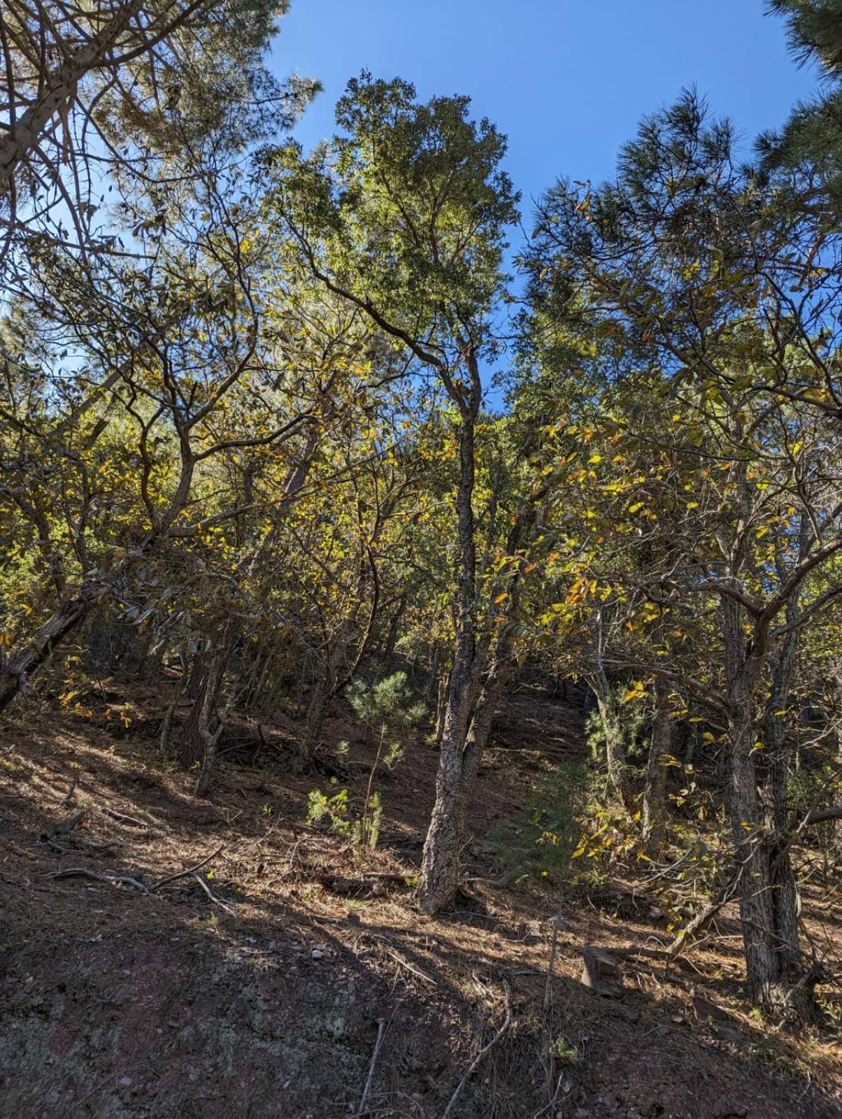 Casa Rural El Forn D'Alcudia De Veo Екстер'єр фото